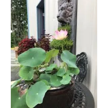 lotus plant-7b-8774306-23837.webp